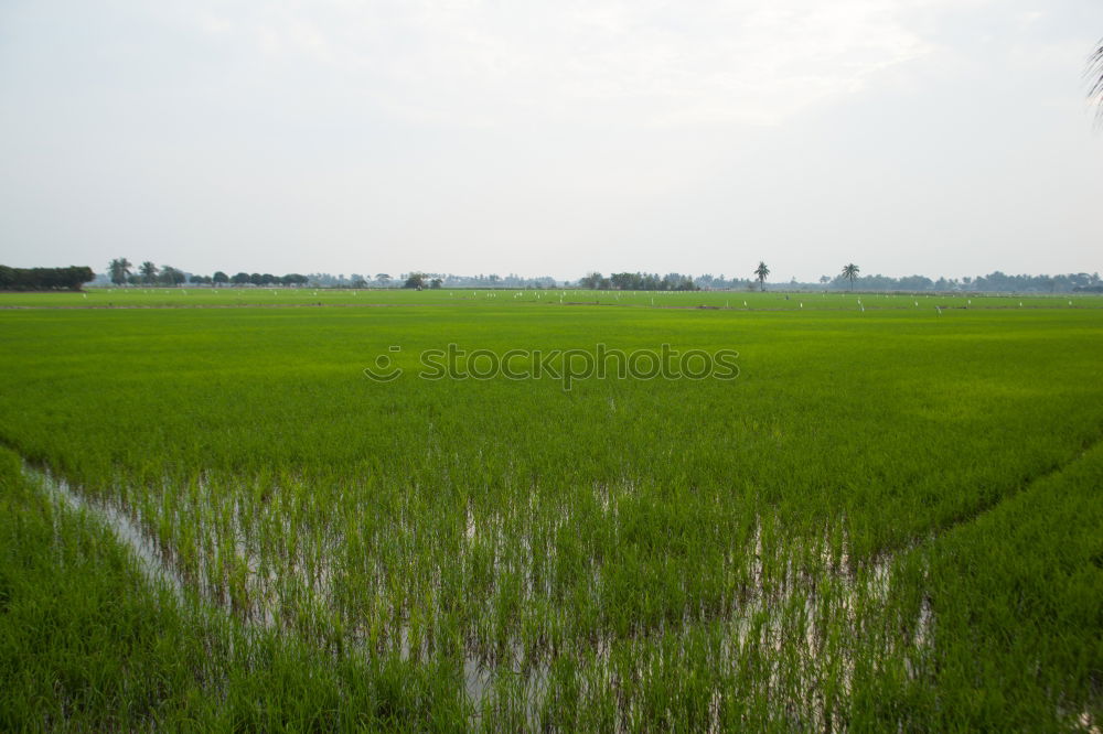 Similar – Image, Stock Photo the marshmallow plantation