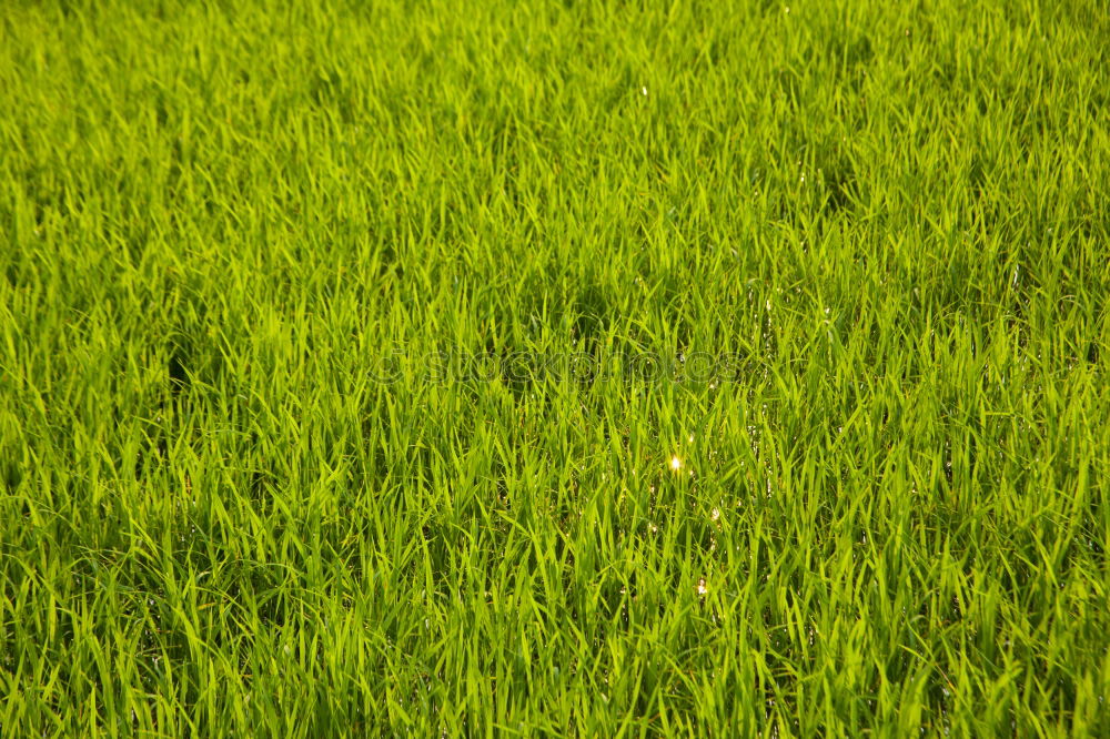 Similar – Image, Stock Photo Fruity meadow Green Meadow