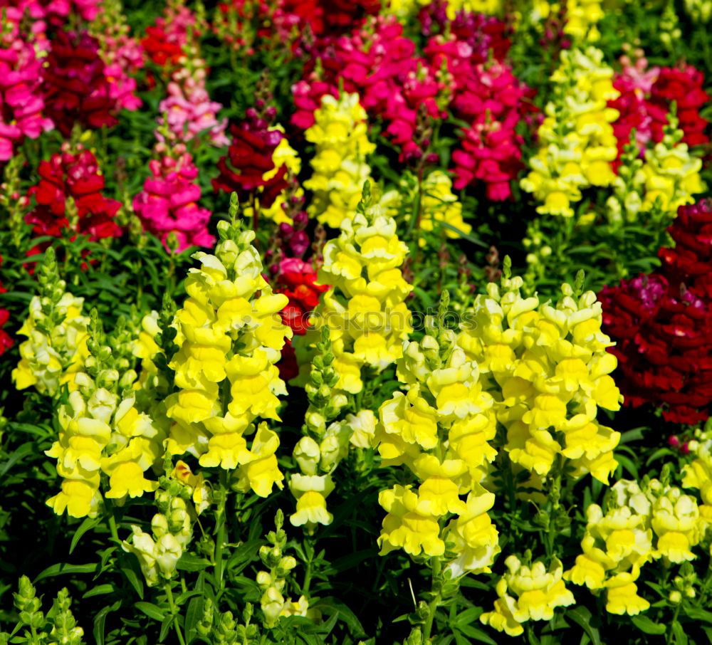 Similar – Image, Stock Photo motley flower bed flowers