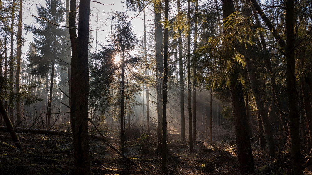 Similar – Image, Stock Photo Forest fire Agriculture