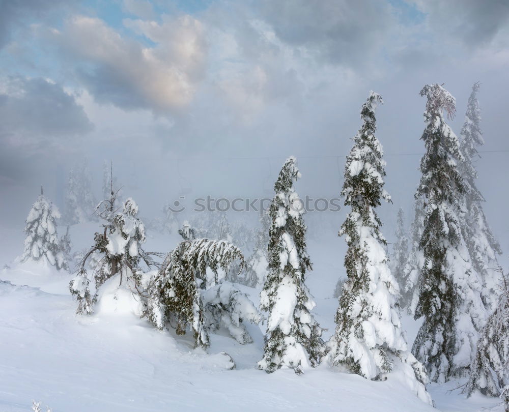 Similar – Weihnachtsbaum gefällig ??