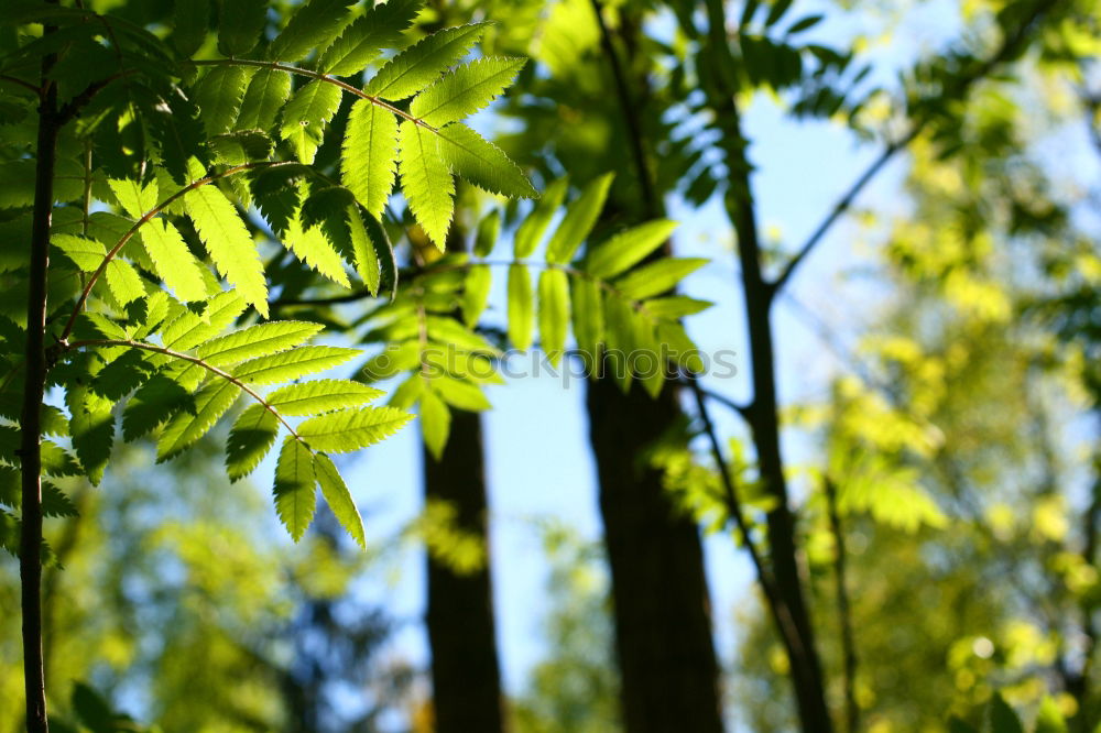 Similar – first spring fever Leaf