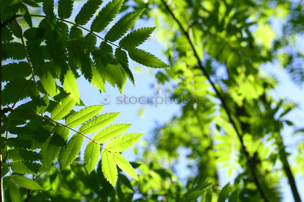 Similar – Discolouration Baum Blatt