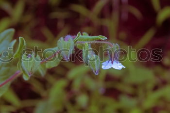 Similar – Forget-me-not with the dark background