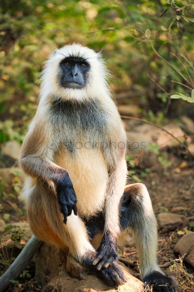 Similar – Image, Stock Photo little monkey Animal 1