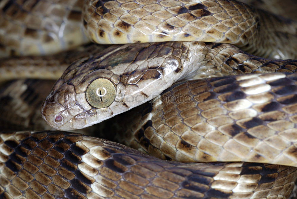 Similar – male meadow viper basking on ground