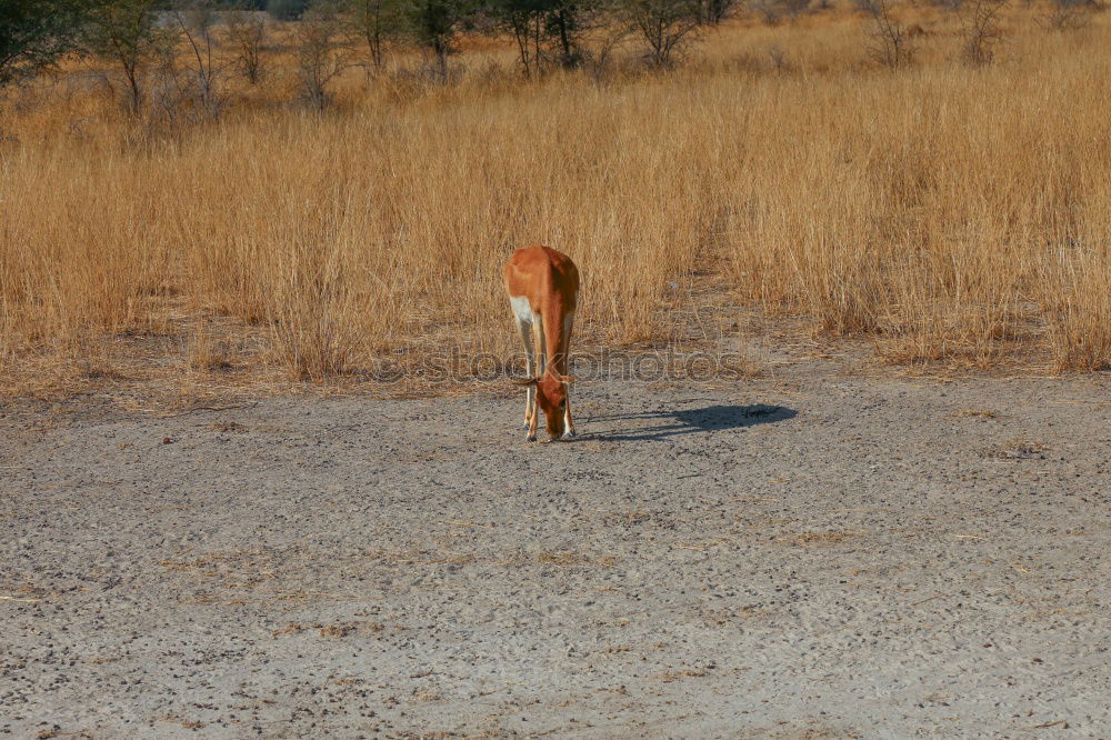 Similar – Angsthasen Jagd Umwelt