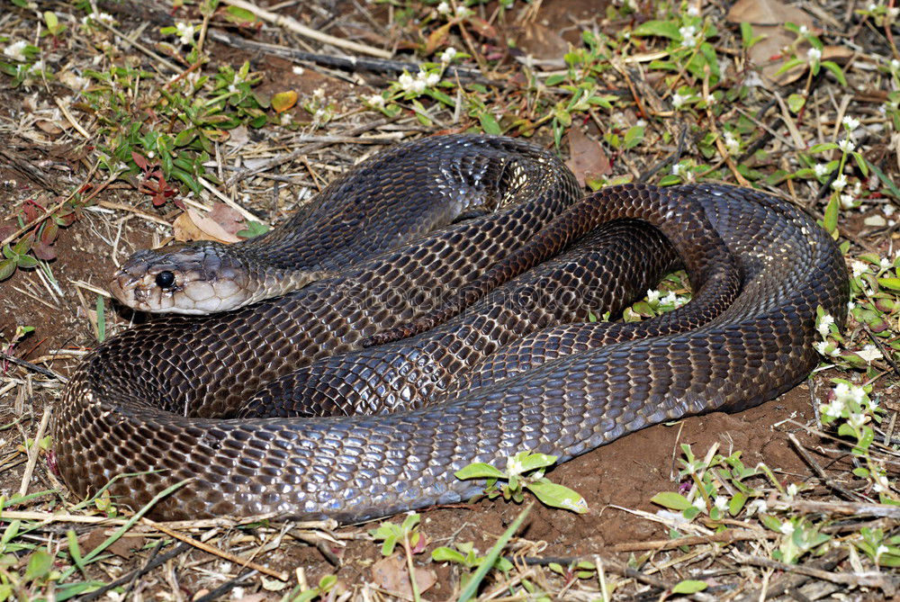 Similar – Image, Stock Photo female meadow viper in natural habitat