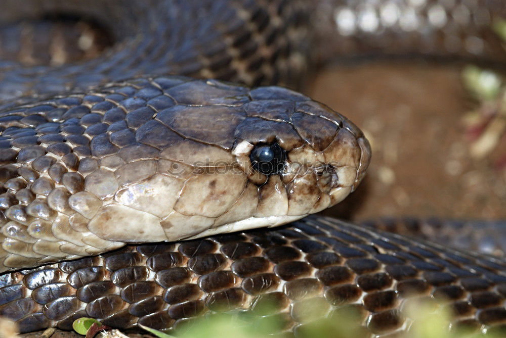 Similar – closeup of beautiful and dangerous european nose horned viper