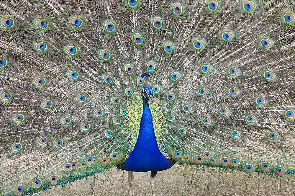 Similar – peacock Animal Bird