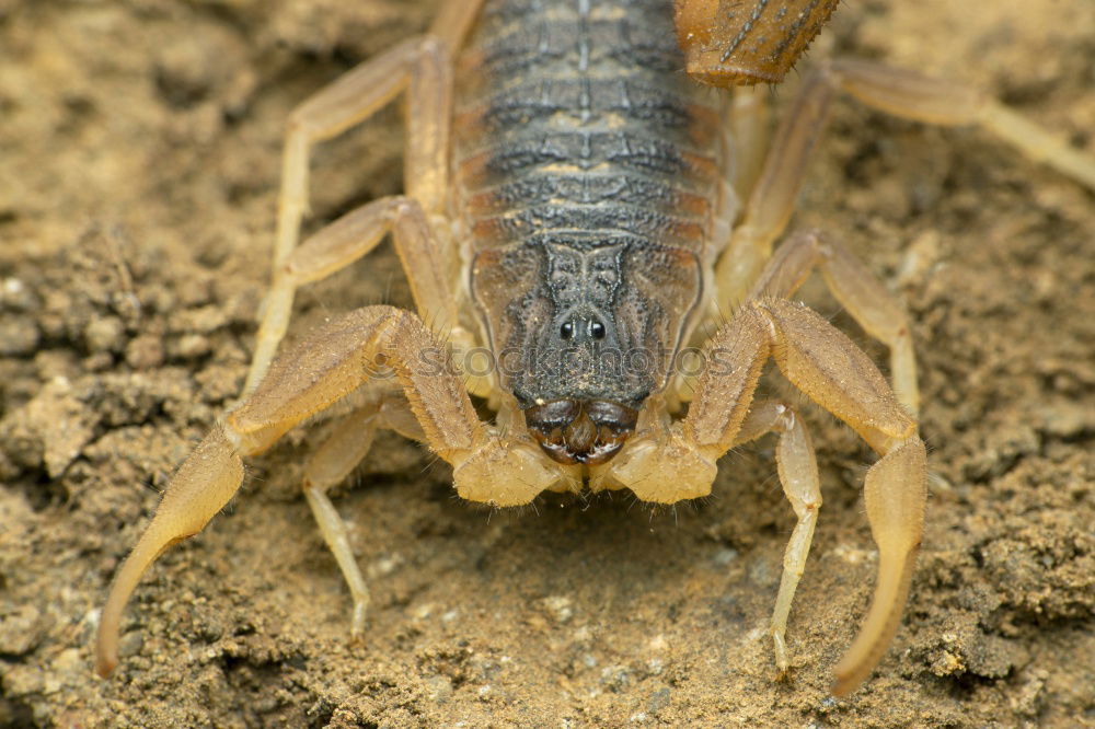 Similar – breakdancing Insect Animal