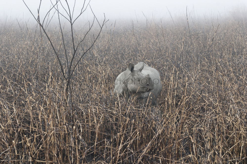 Similar – Image, Stock Photo The last unicorn Nature