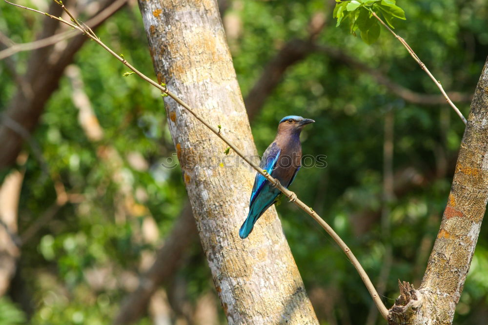 Similar – Image, Stock Photo Green Bee Eater