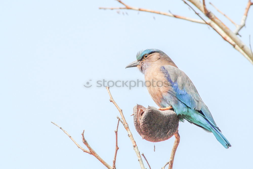 Similar – Image, Stock Photo Jay in the tree Nature