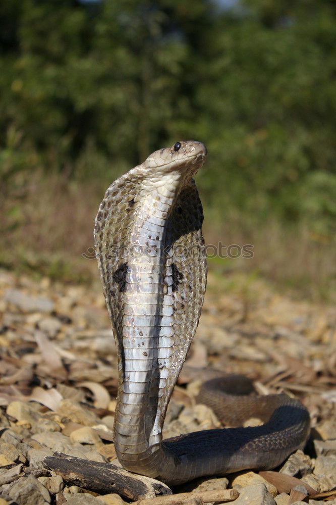 Similar – Image, Stock Photo callus catfish