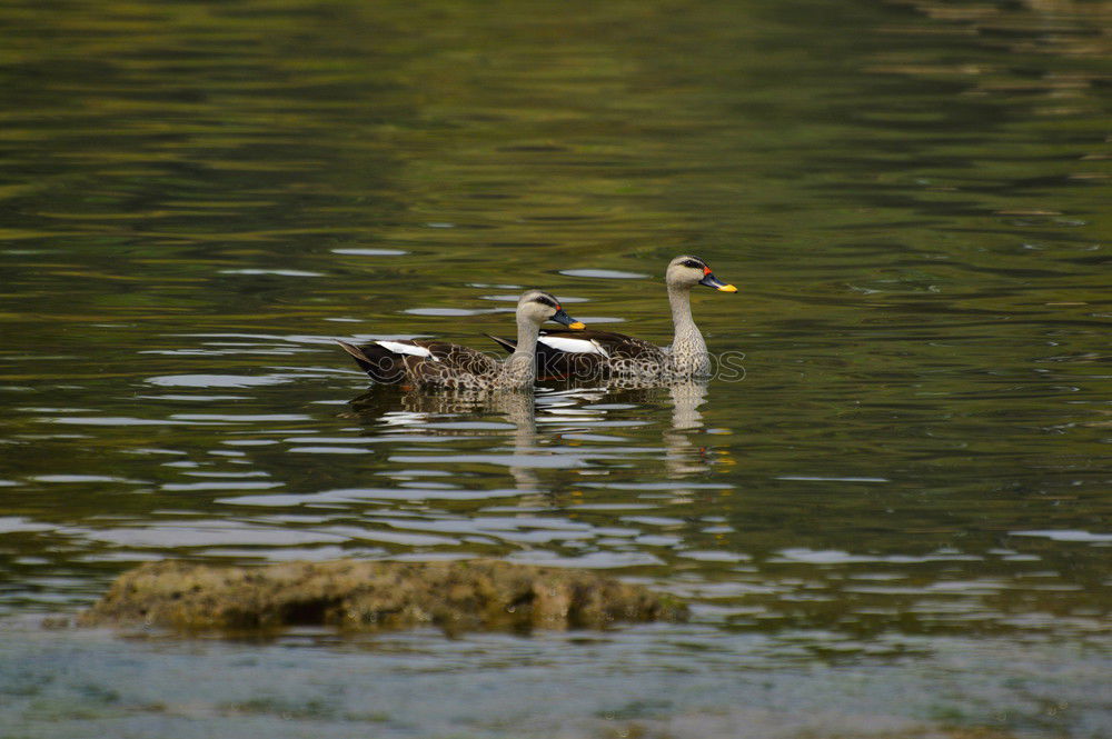 Similar – Tail in the air Water Pond