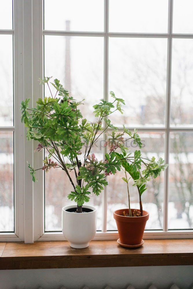 Similar – Foto Bild Zimmerpflanzen auf der Fensterbank in der Wintersaison gegen Bäume im Schnee hinter dem Fenster