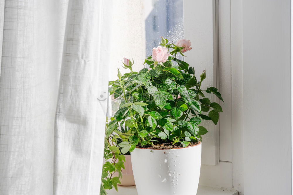 Similar – Terracotta flowerpot with geraniums at the window