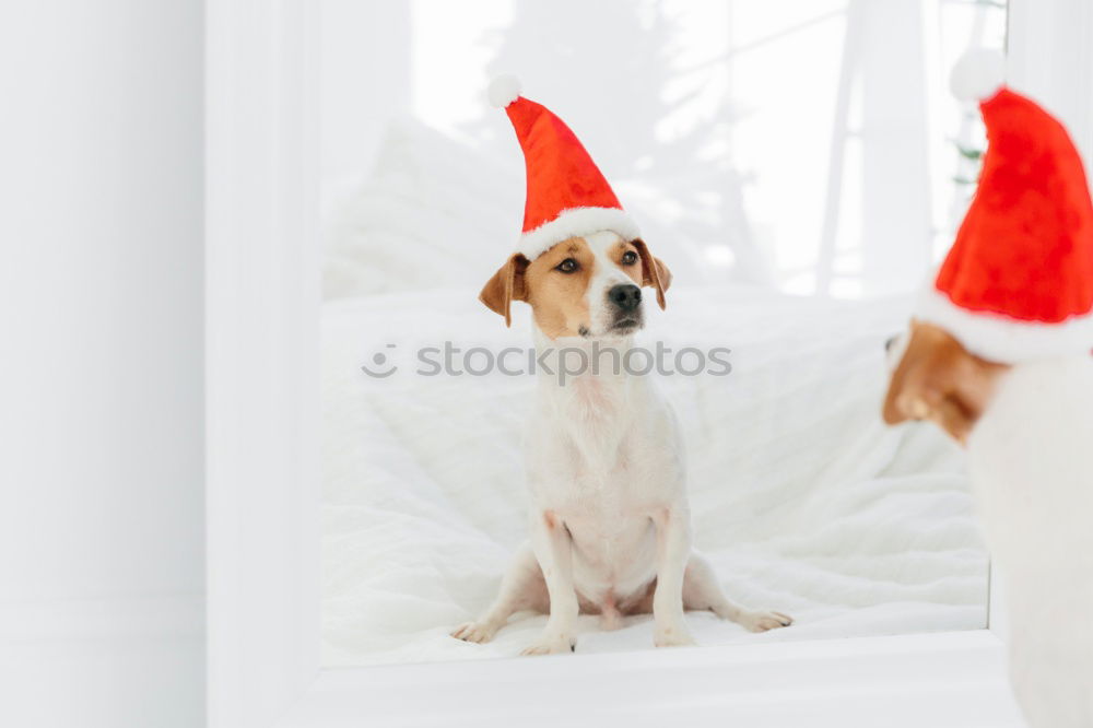 Similar – cute jack russell dog at home by the christmas tree