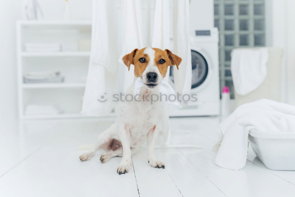 Similar – cute small jack russell dog at home waiting to eat his food in a bowl. Pets indoors