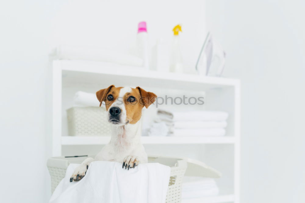 Similar – Image, Stock Photo cute small dog lying white sheet with hello world message