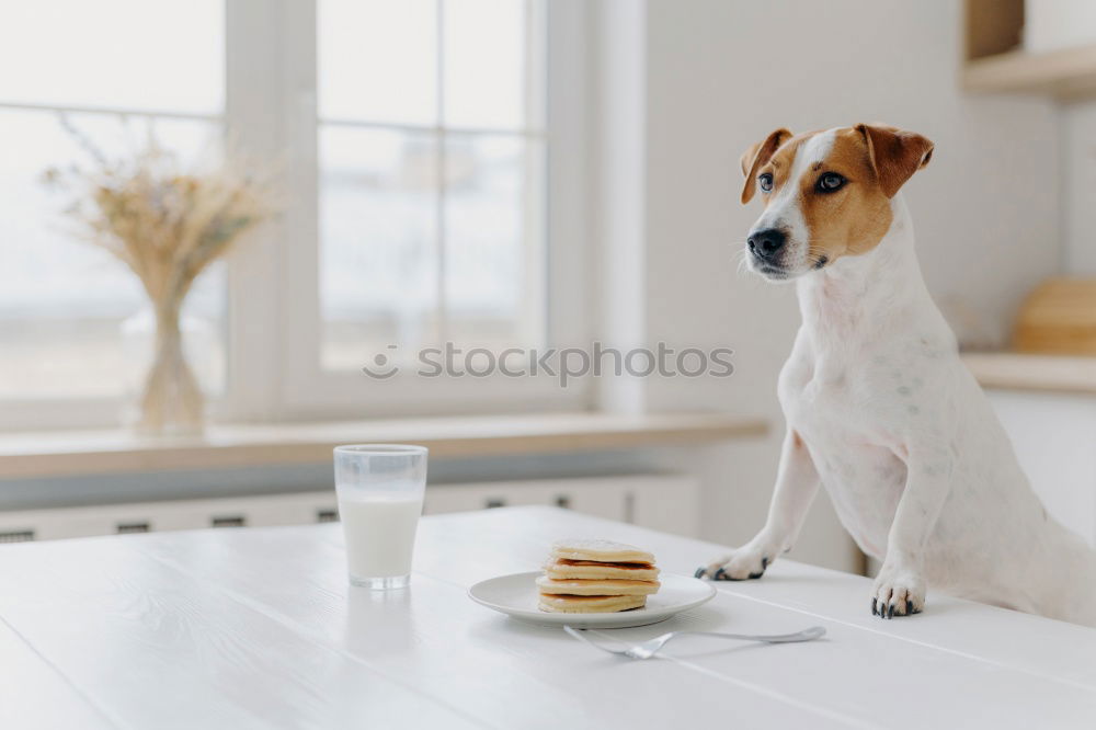 Similar – cute small jack russell dog at home waiting to eat his food in a bowl. Pets indoors