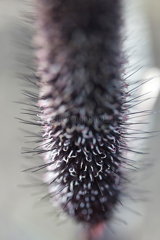 Similar – Image, Stock Photo frozen blackberries Fruit