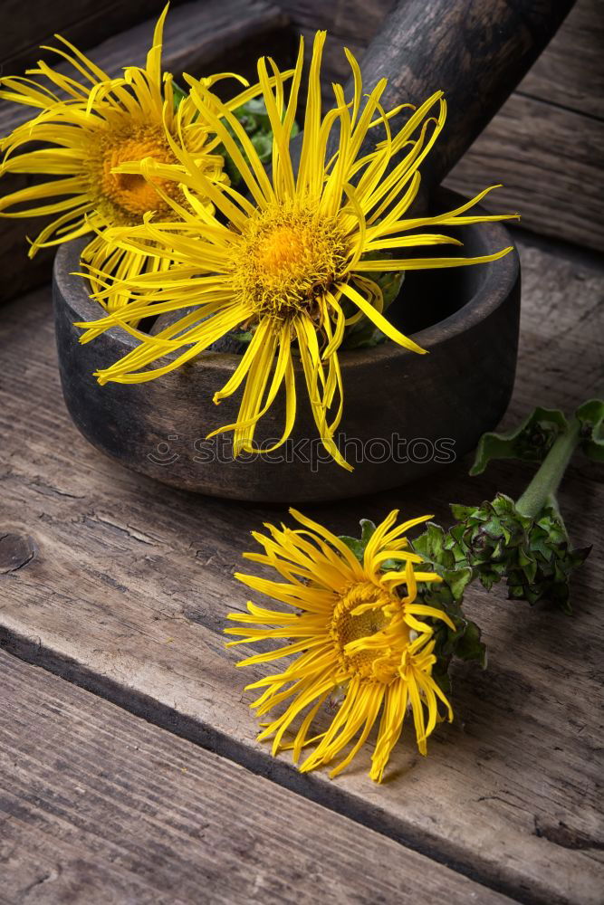 Similar – Image, Stock Photo Onopordum and herbalism.Thistle