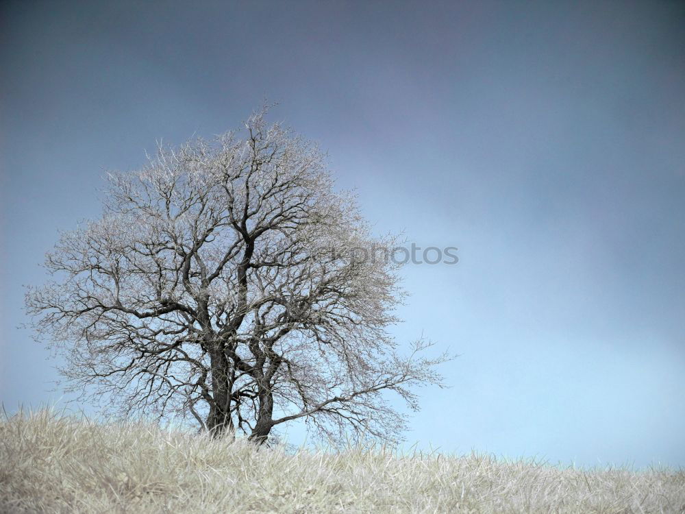 Similar – Foto Bild Frühling harmonisch