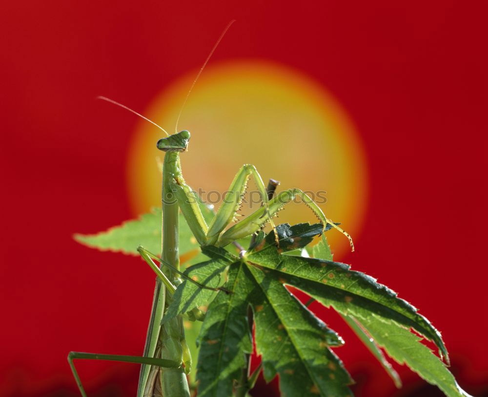 Similar – Larva of the green stink bug 04