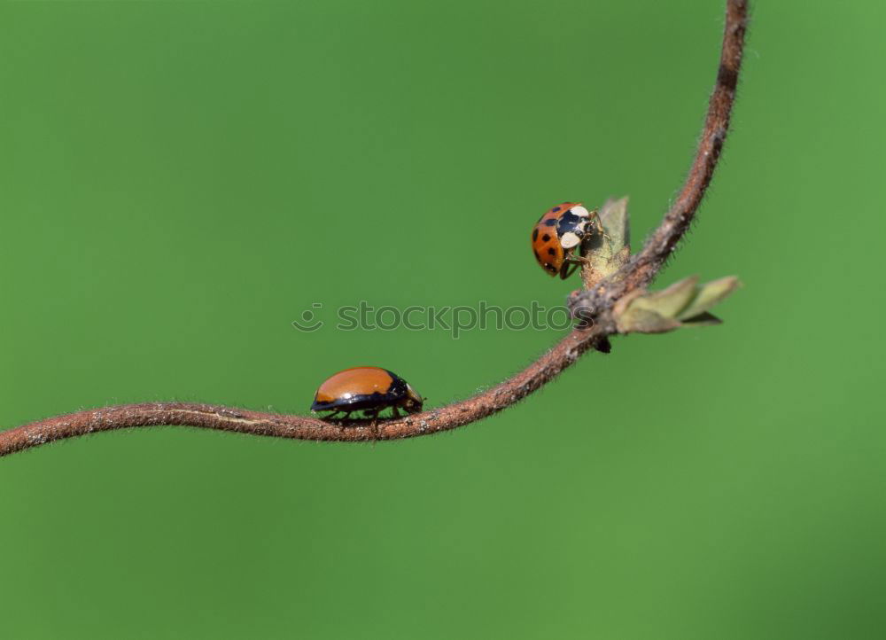 Similar – Foto Bild Hummel grün Blatt Insekt