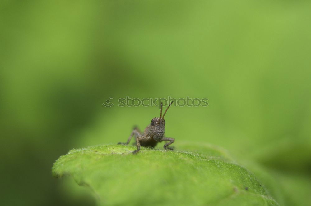 Similar – Image, Stock Photo Coriomeris denticulatus leather bug