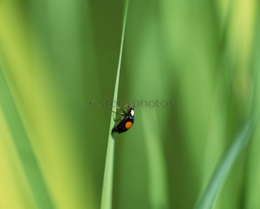 Similar – Foto Bild Käfer Natur Tier Gras Feld