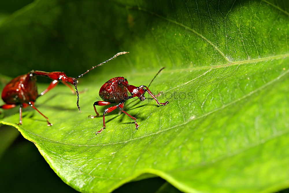 On the ascent ( ant )