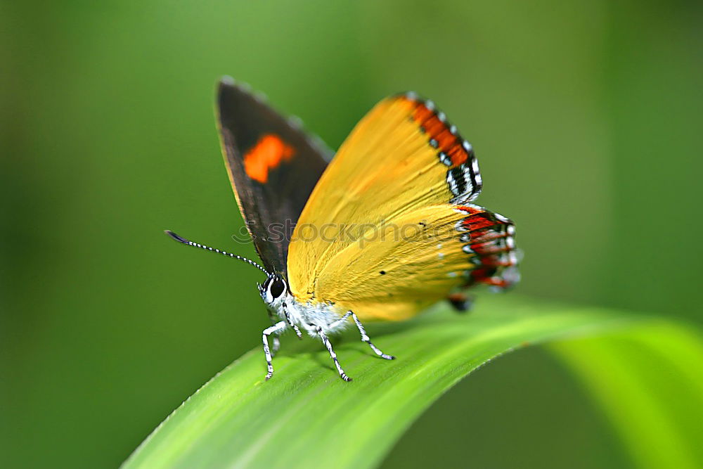 Similar – Image, Stock Photo resting in a leaf Garden