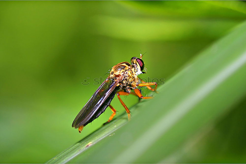 Similar – Image, Stock Photo Fly swatter and gossip