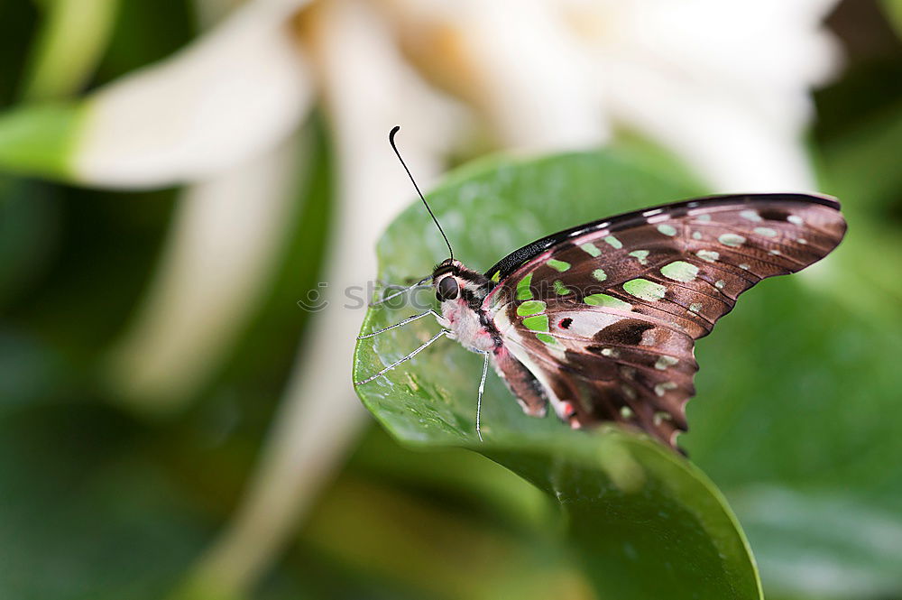 Similar – Image, Stock Photo butterfly Nature Plant