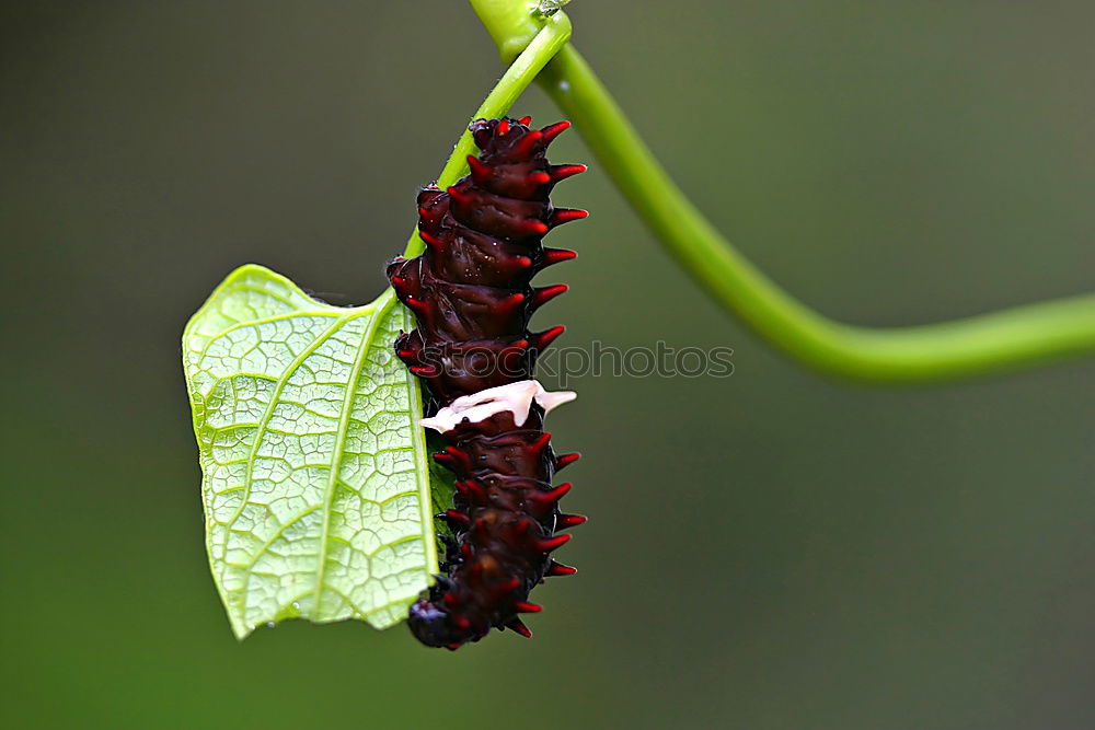 Similar – Image, Stock Photo flower predator