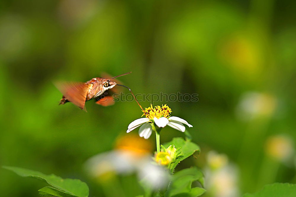 Similar – Image, Stock Photo Pigeon tail; macroglossum; stellatarum;