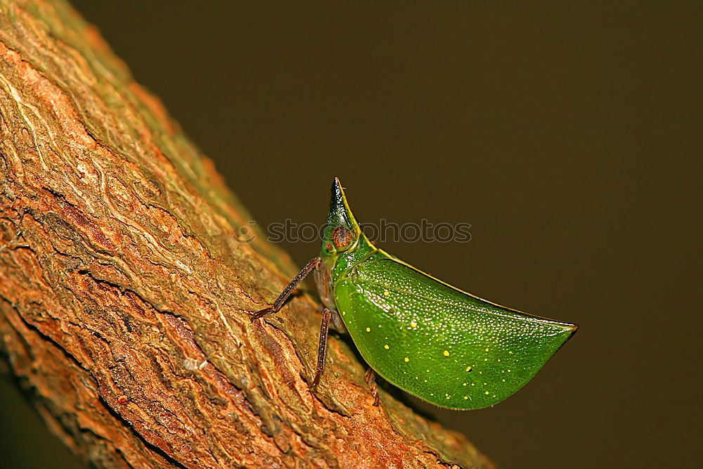 Similar – Raupe der Pyramideneule ( Amphipyra pyramidea )