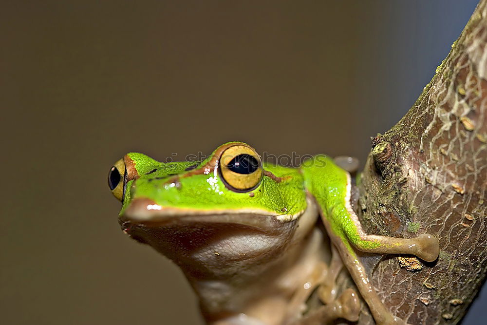 Similar – Leptopelis argenteus