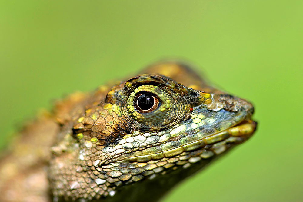 Similar – portrait of marsh frog