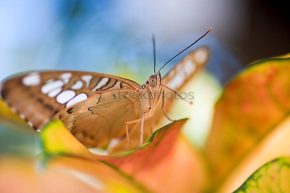 Similar – Schwalbenschwanzschmetterling