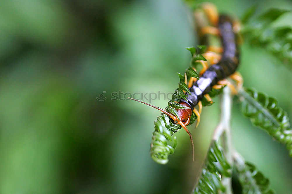 Similar – Image, Stock Photo Fly swatter and gossip