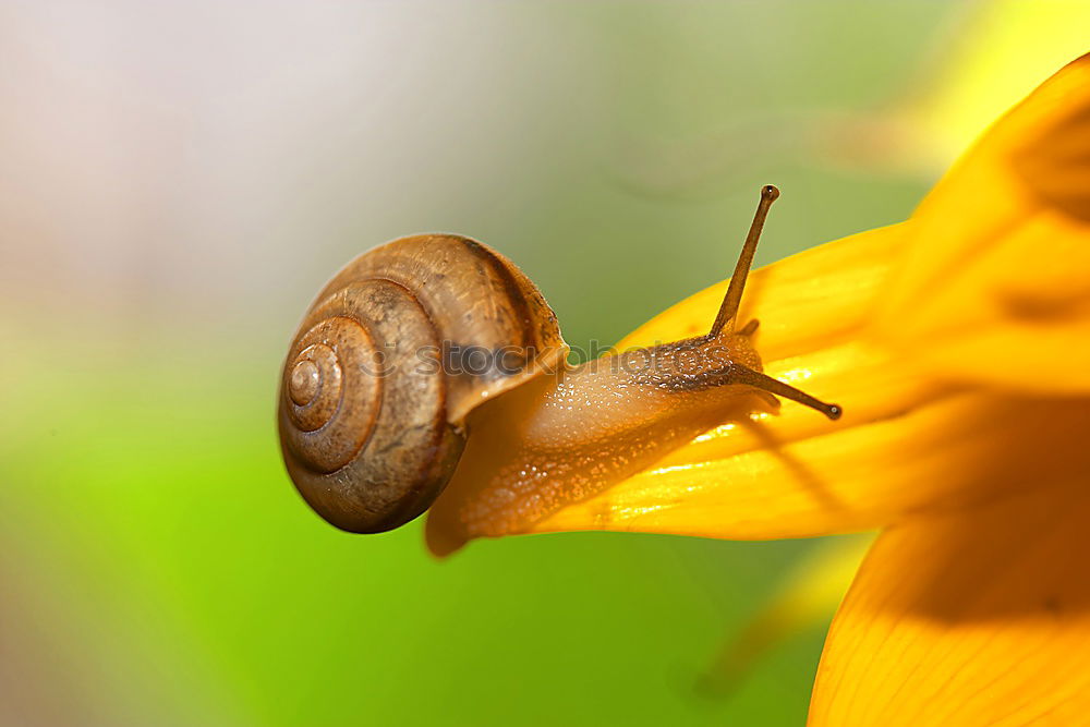 Similar – Image, Stock Photo continue story : Windenschwärmer_01 (Agrius convolvuli)