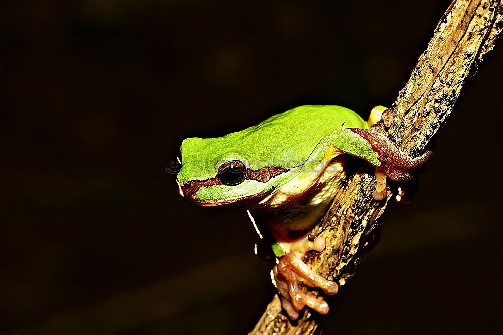 Similar – cute tree frog climbing on twig