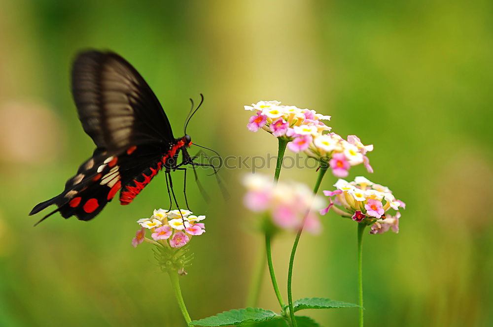 Similar – Image, Stock Photo hell(g)strong Nature Plant