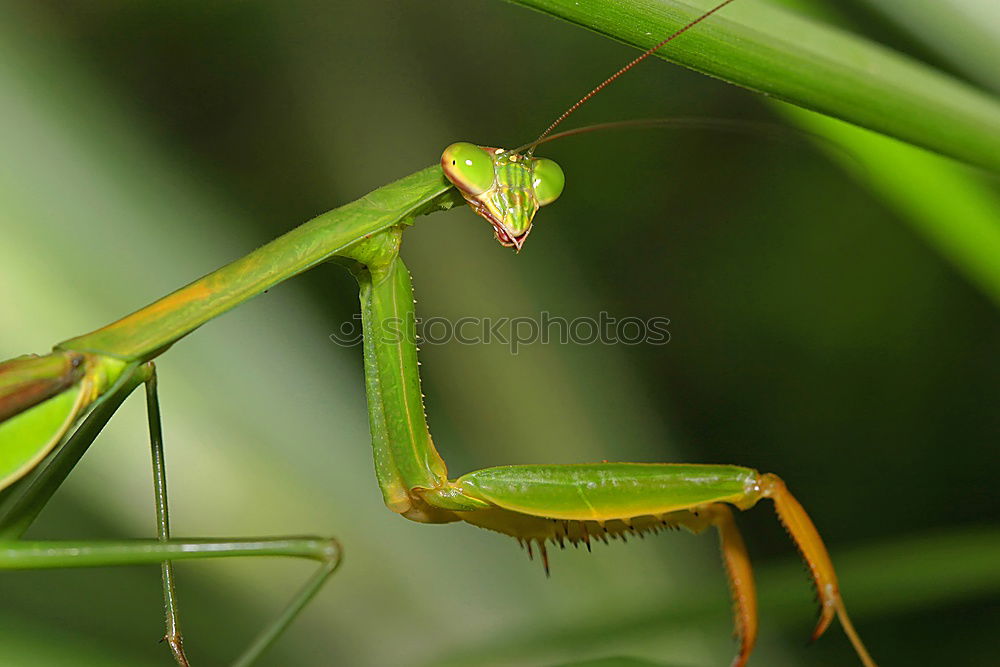 Similar – Image, Stock Photo Grasshopper on a blade of grass