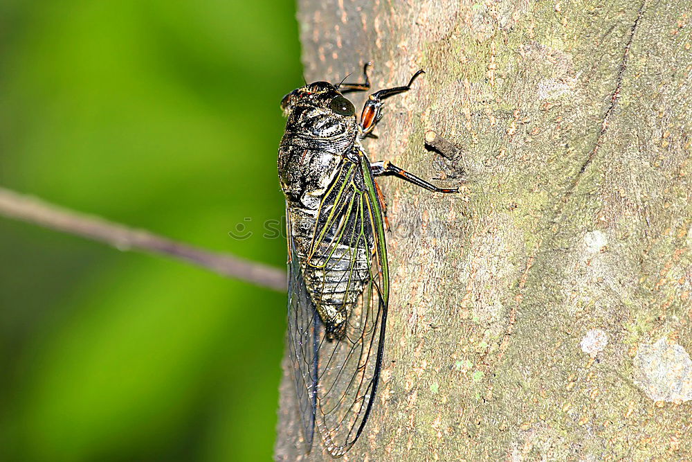 Image, Stock Photo Gap and fly I Fly Insect