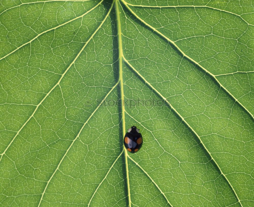 Similar – Image, Stock Photo Beginning Of The End Leaf